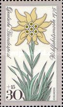 Edelweiss