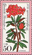 Rusty-leaved alpenrose