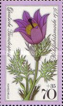Spring Pasqueflower