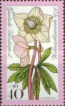 Christmas Rose