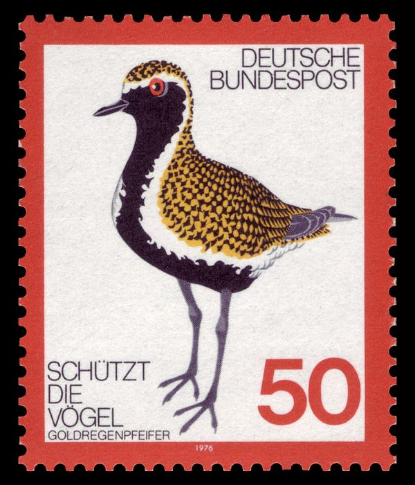European Golden Plover (Pluvialis apricaria)