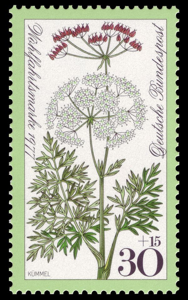 Caraway