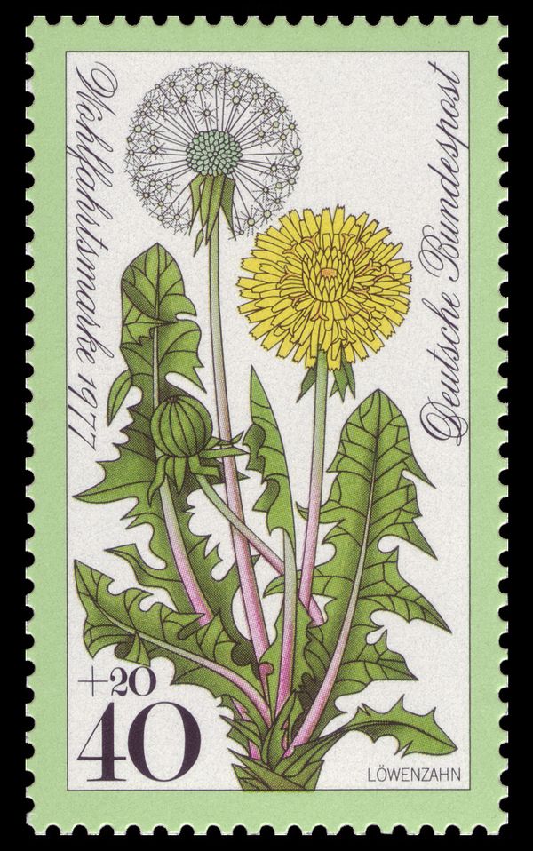 Dandelion