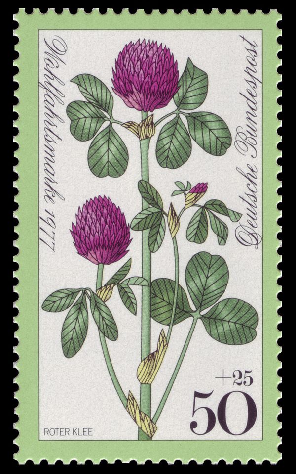 Red Clover