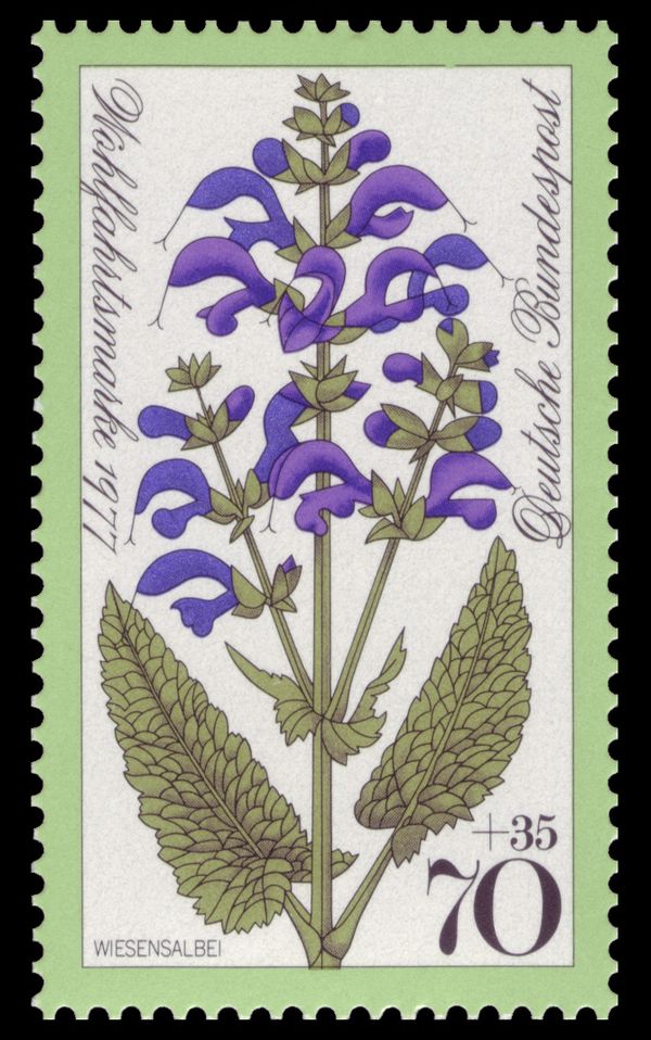 Meadow Sage