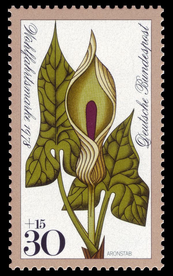 Arum