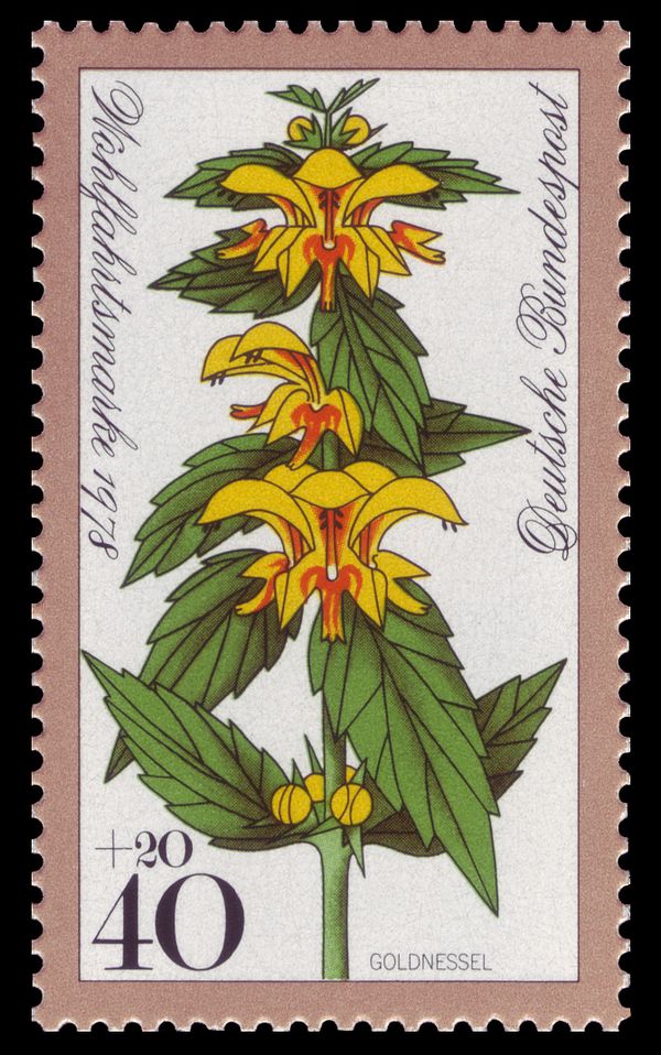 Yellow archangel