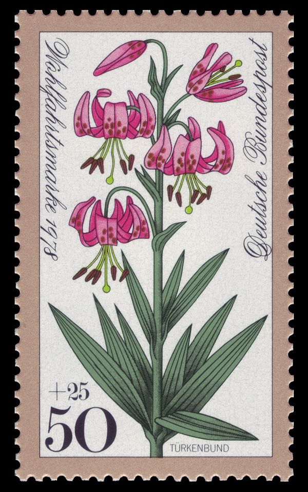 Turk's cap lily