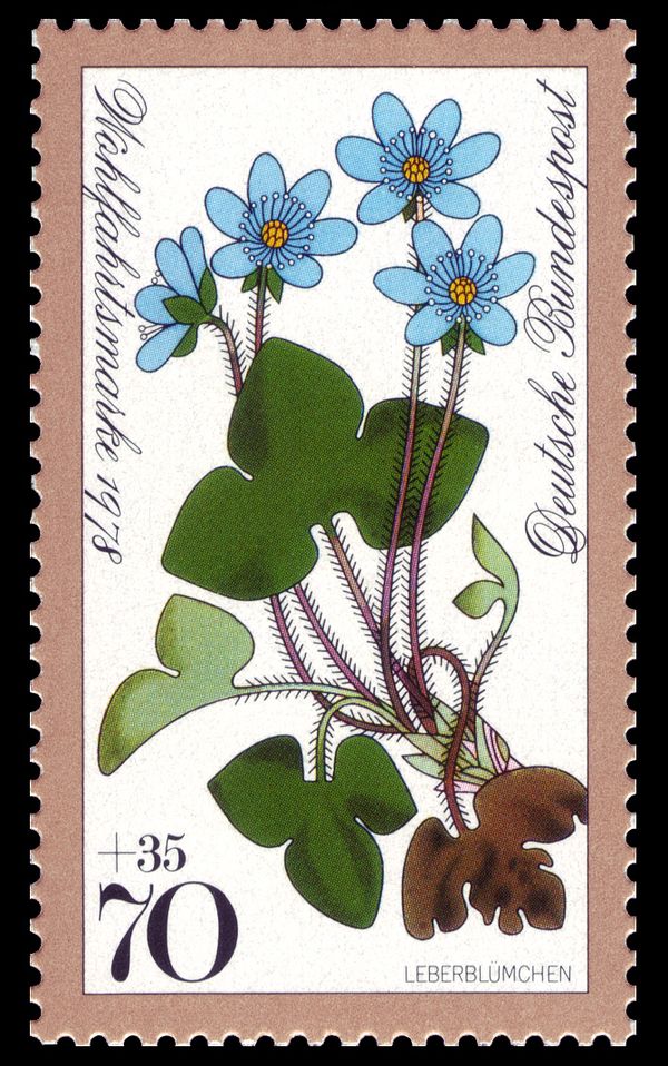 Pennywort