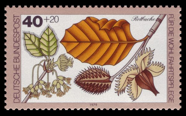 Red Beech