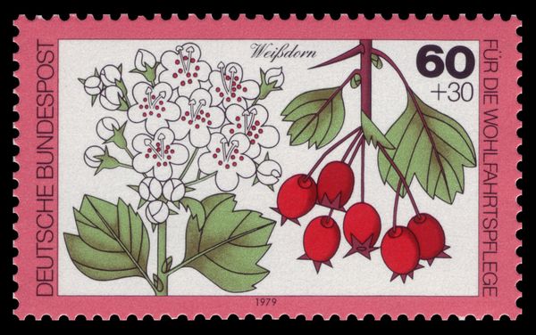 Hawthorn