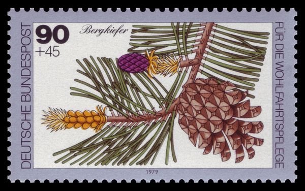 Mountain Pine