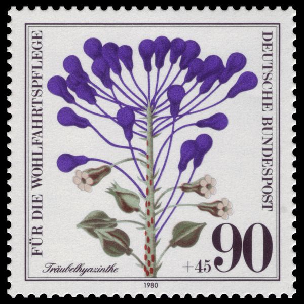 Grape hyacinth