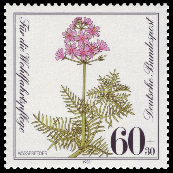 Water gillyflower : Water violet