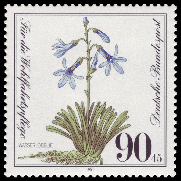 Water lobelia
