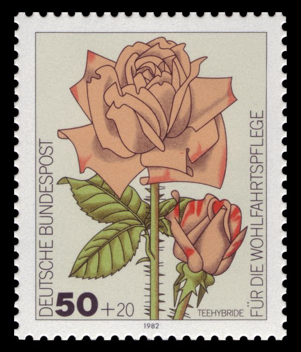 Hybrid Tea Rose