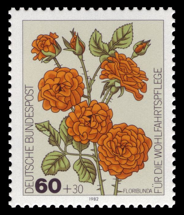 Floribunda Roses