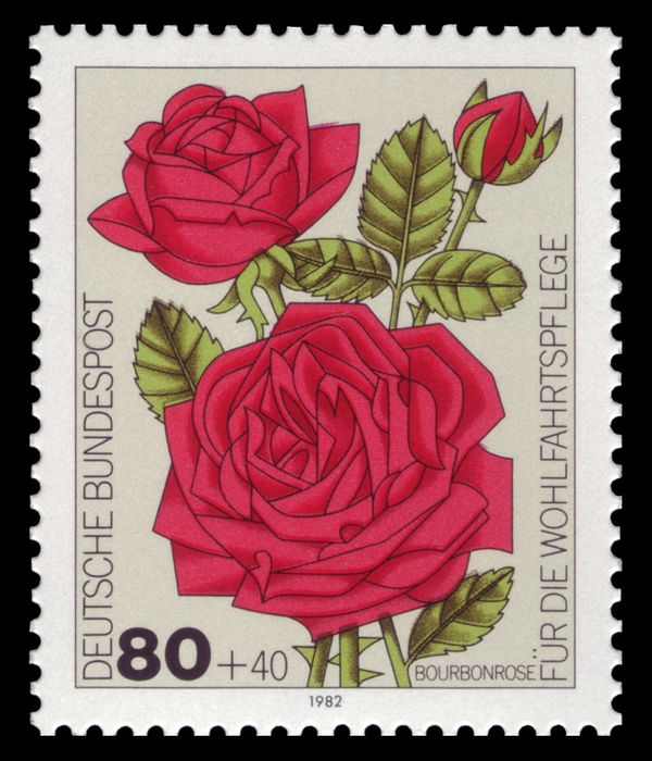 Bourbon Rose