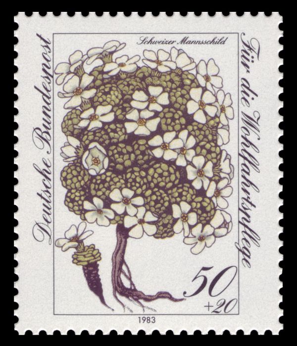 Swiss Androsace