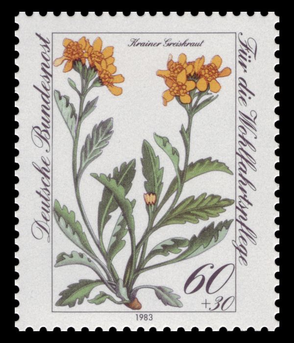 Krain Groundsel