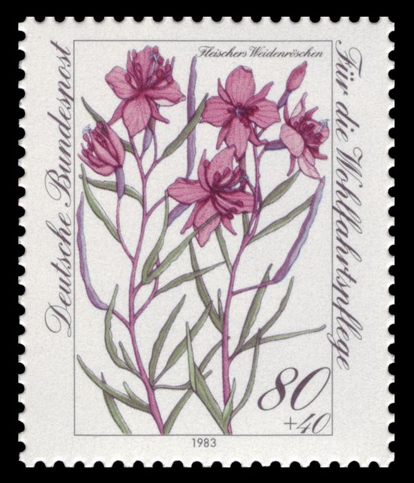 Fleischer’s Willow Herb