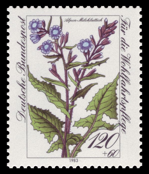 Cicerbita alpina, Alpine Sow-thistle