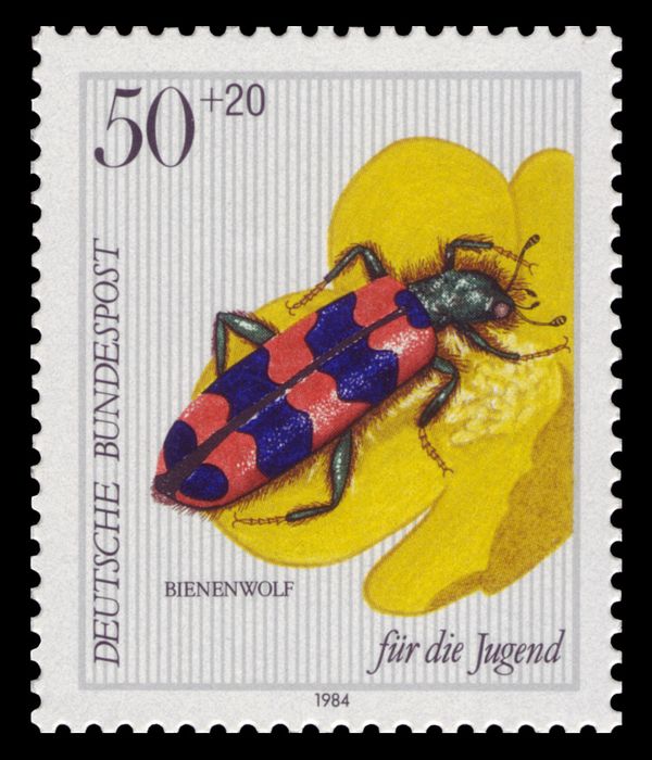 Bee Beetle (Trichodes apiarius), Popcorn Plant (Ranunculus r