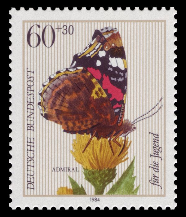 Red Admiral (Vanessa atalanta), Cabbage Thistle (Cirsium ole