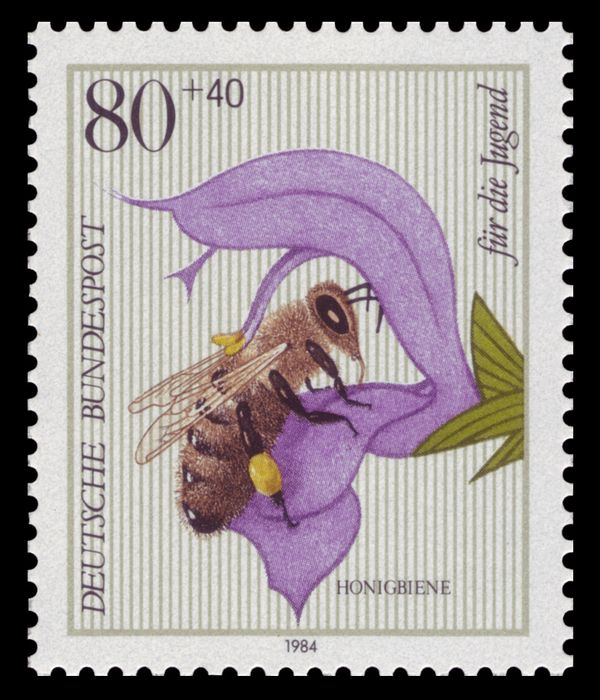 Honey bee (Apis mellifera), meadow sage (Salvia pratensis)