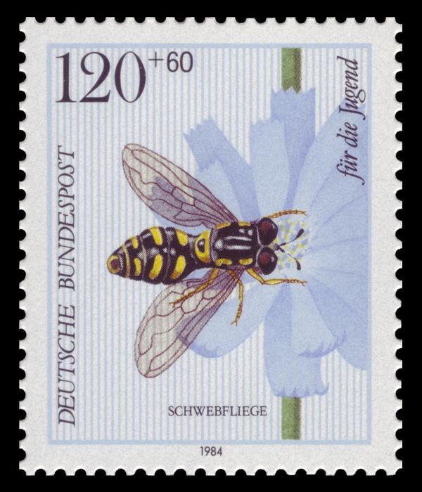 Hoverfly (Chrysotoxum festivum), Coffeeweed (Cichorium intyb