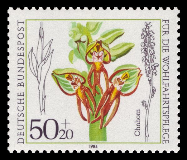 Orchis anthropophora - Man Orchid