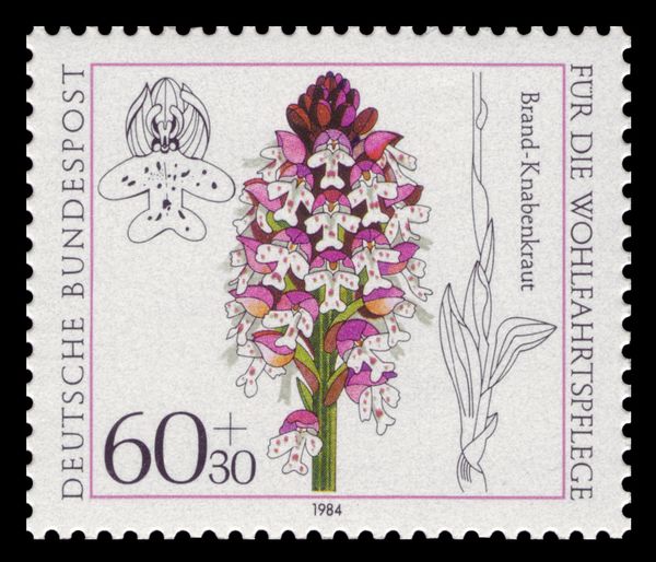 Orchis ustulata