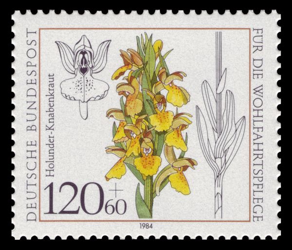 Dactylorhiza sambucina