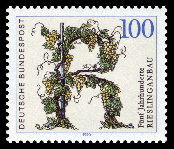 500 Years of Riesling Grape Cultivation