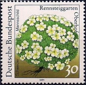 Androsace (Androsace helvetica)