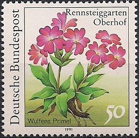 Primula (Primula wulfeniana)