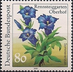Gentian (Gentiana septemfida)