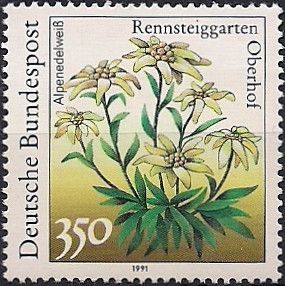 Edelweiss