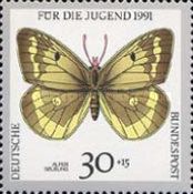 Mountain Clouded Yellow (Colias phicomone)