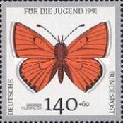Large Copper (Lycaena dispar)