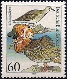Ruff (Philomachus pugnax)