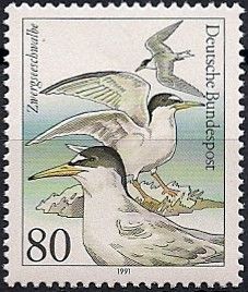 Little Tern (Sternula albifrons)