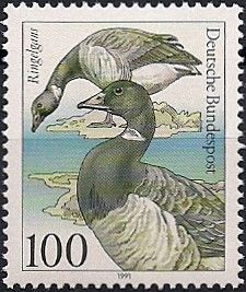 Brent Goose (Branta bernicla)