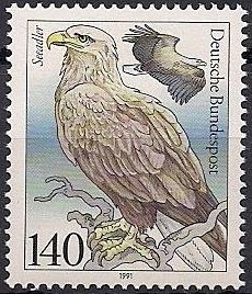 White-tailed Eagle (Haliaeetus albicilla)