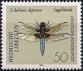 Broad-bodied Chaser (Libellula depressa)