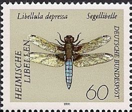 Broad-bodied Chaser (Libellula depressa)