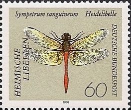 Ruddy Darter (Sympetrum sanguineum)
