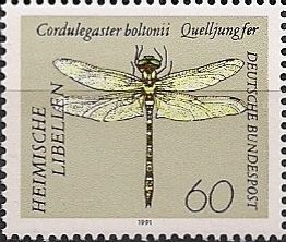 Golden-ringed Dragonfly (Cordulegaster boltonii)