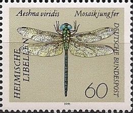 Green Hawker (Aeshna viridis)