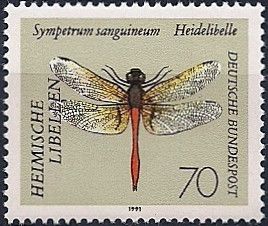 Ruddy Darter (Sympetrum sanguineum)